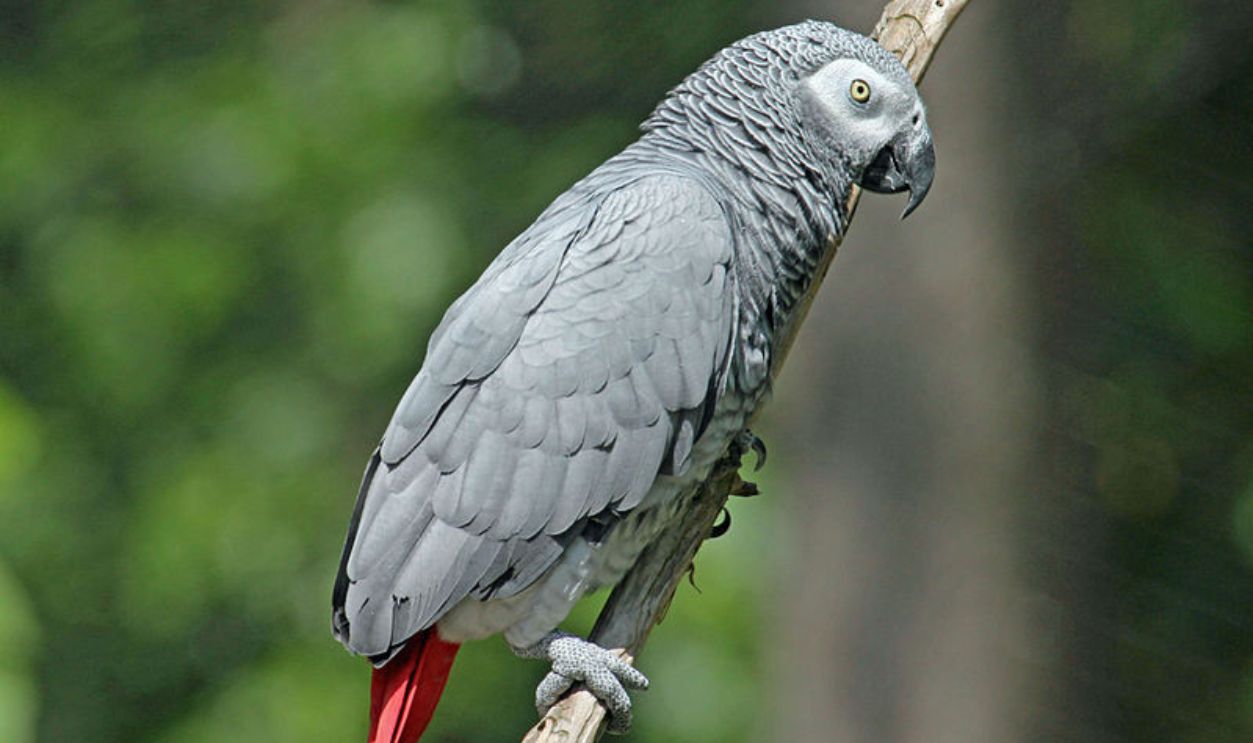 African%20Grey%20Parrot.jpg