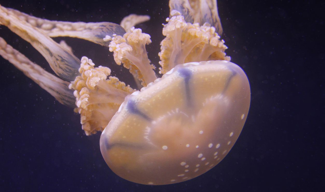 Box_Jellyfish.jpg
